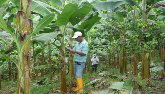 platano-rollerito