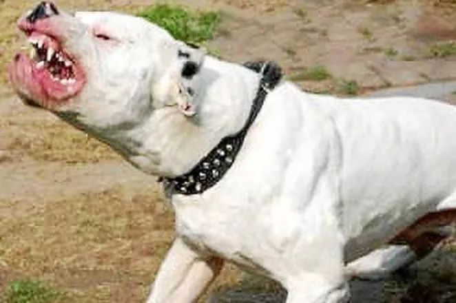 nina-dominicana-ny-sufre-feroz-ataque-perro-pit-bull