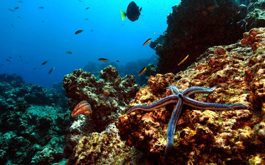 arrecifes-de-coral-e1441129582714