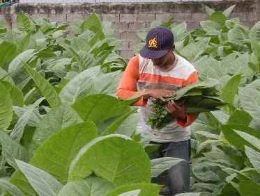 Plantacion tabaco de capa