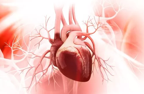 protege-la-salud-cardiovascular-500×327