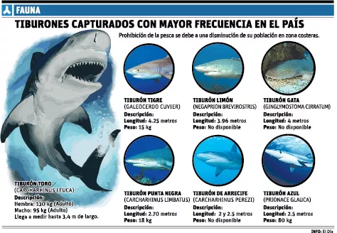 info-tiburones-peligro