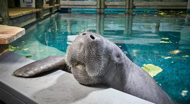 12oldest-manatee-header_tcm25-447814