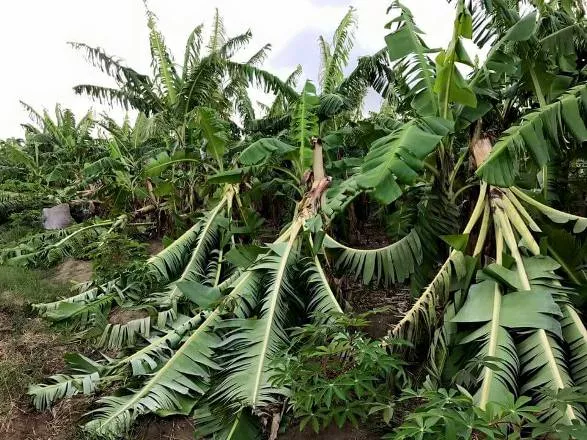 miles-de-tareas-se-sembradios-agricolas-fueron-afectadas-por-rafagas-del-huracan-irma-en-parte-oeste-de-puerto-plata-i