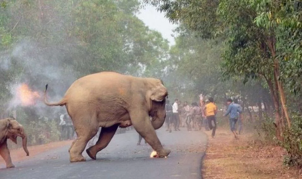 elefante