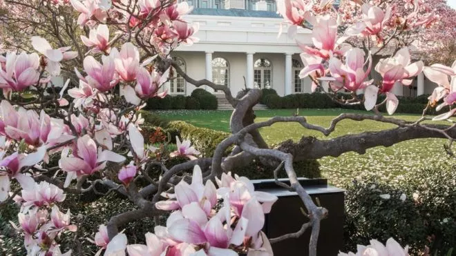 _99382466_jacksonmagnolia