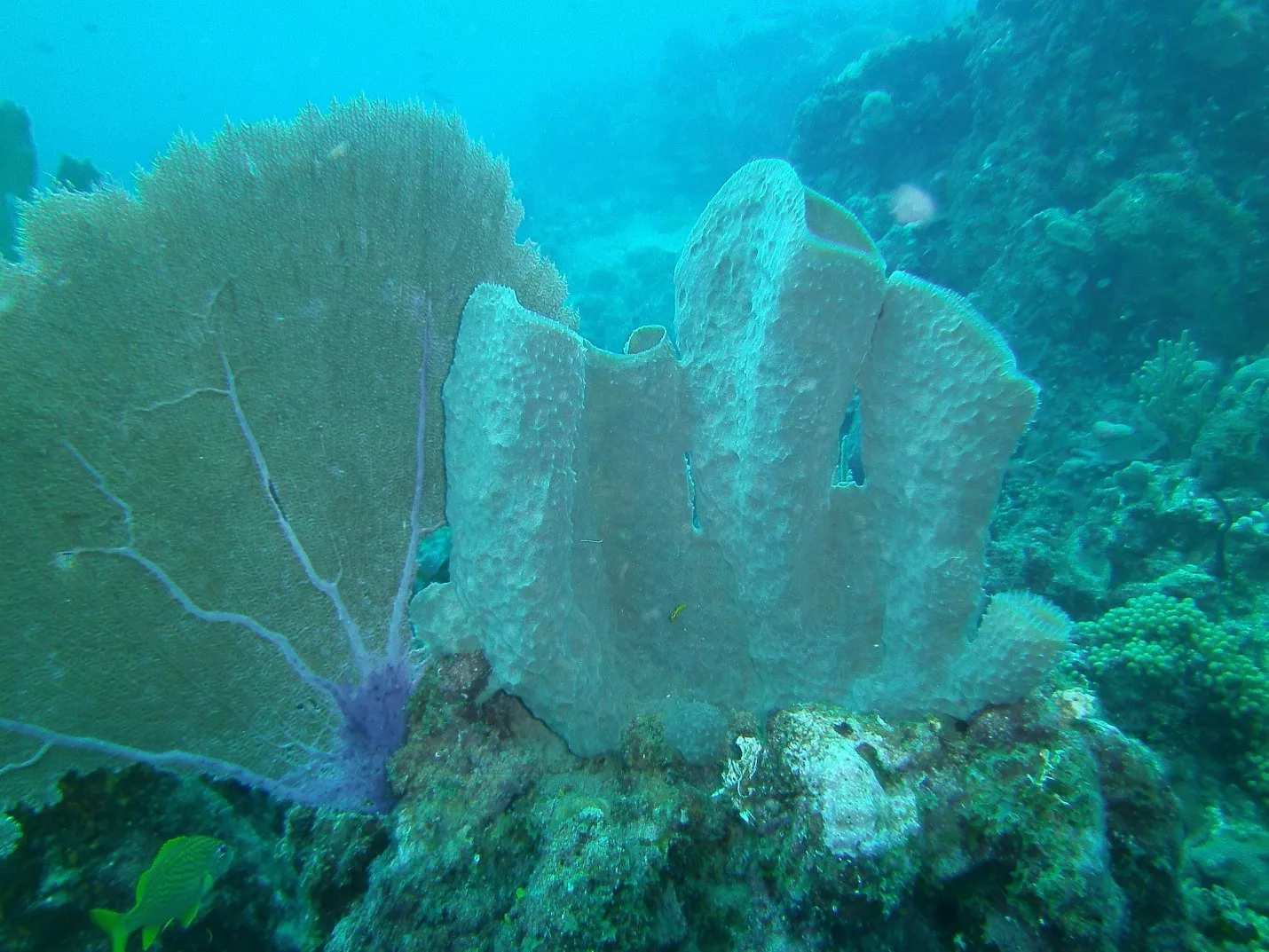 foto-tomada-en-la-isla-catalina-callyspongia-vaginalis-y-gorgonia-ventalina