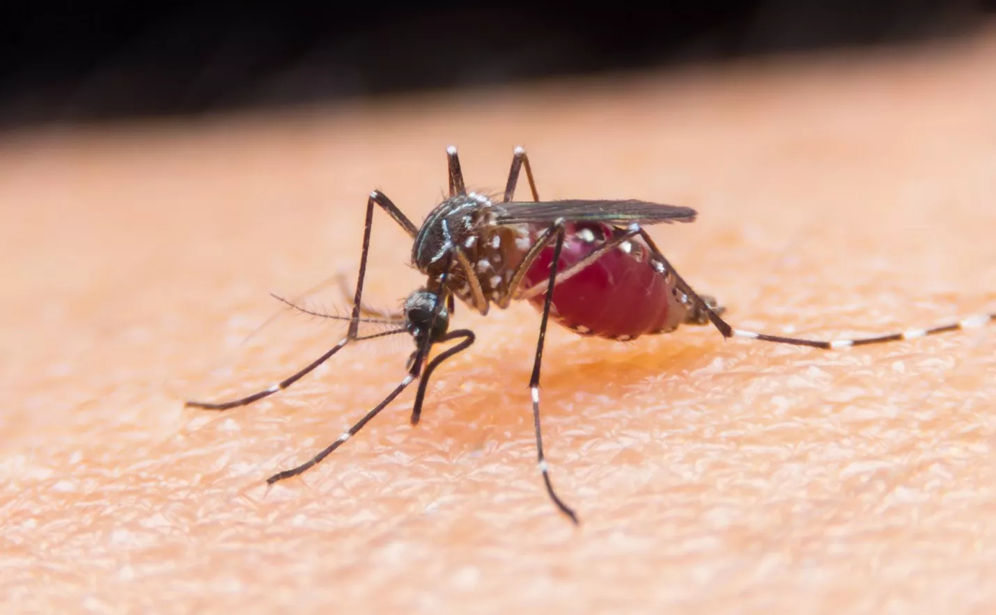 malaria-fever