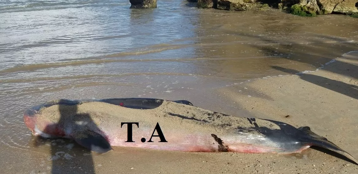 ballena-muerta-en-playa-cofresi-de-puerto-plata