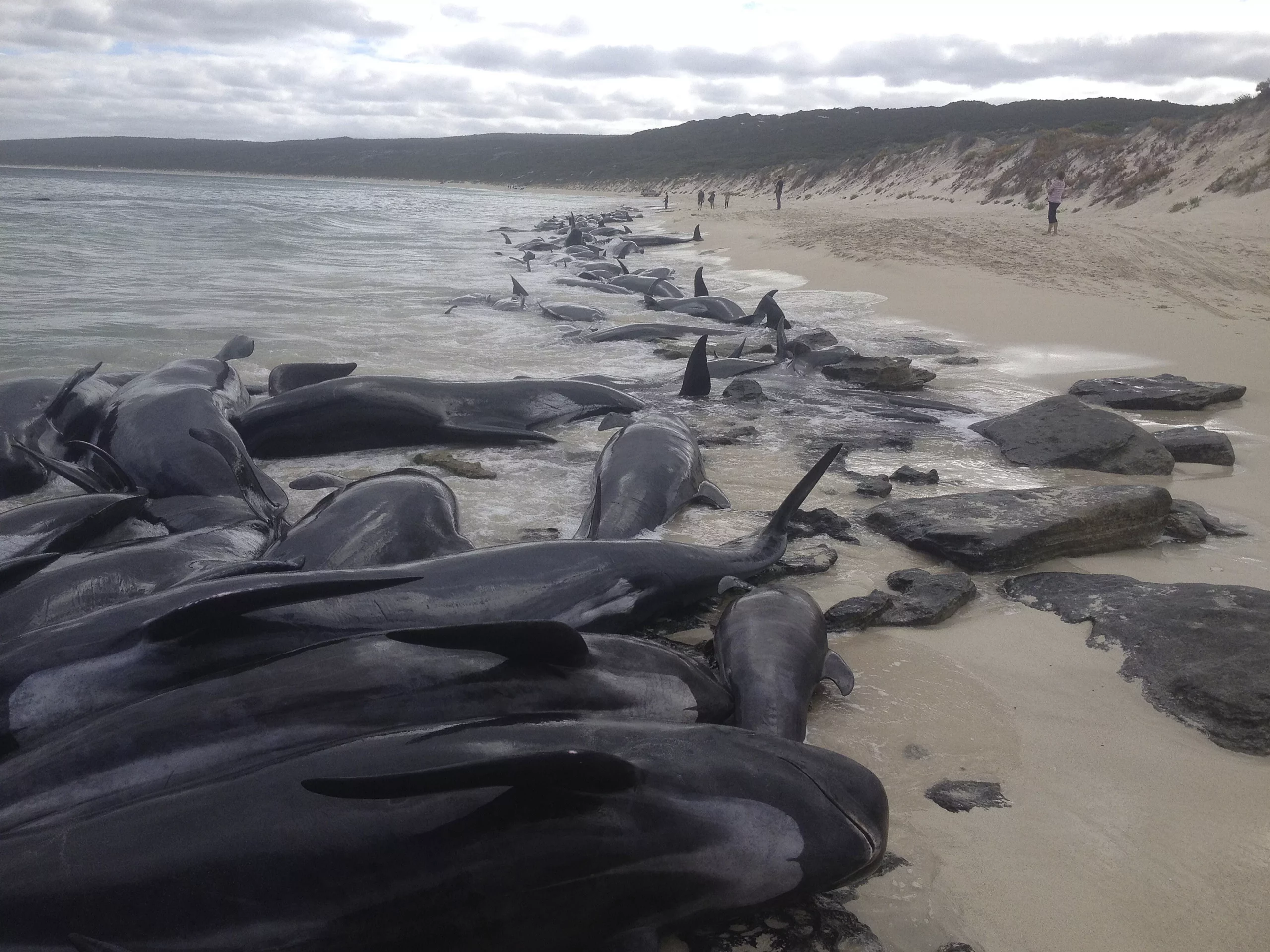 AUSTRALIA-BALLENAS