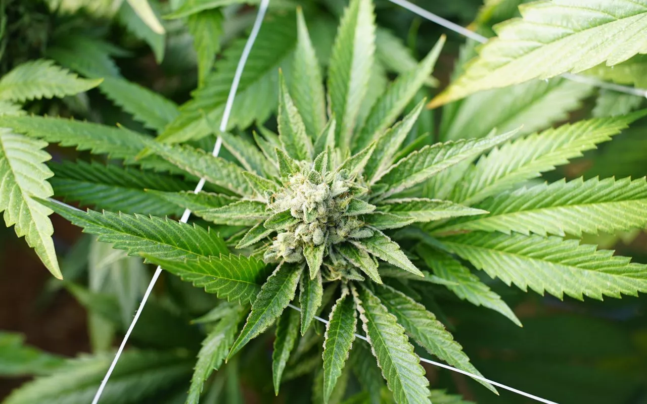 cannabis