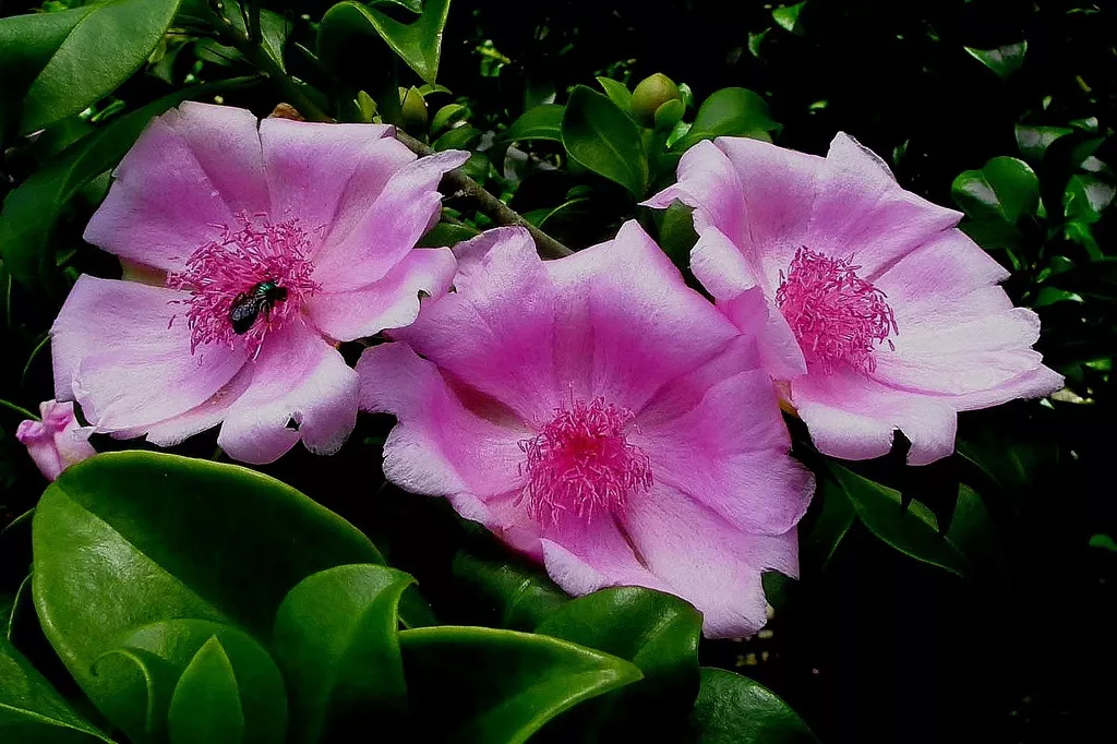 1085x1500_%d0%b4%d0%be%d0%bc%d0%b8%d0%bd%d0%b8%d0%ba%d0%b0%d0%bd%d0%b0_rosa-de-bayahibe1