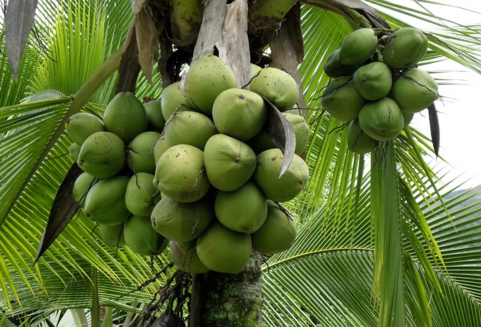 Cocos
