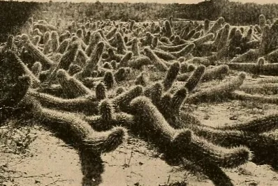 36_ca-3p02