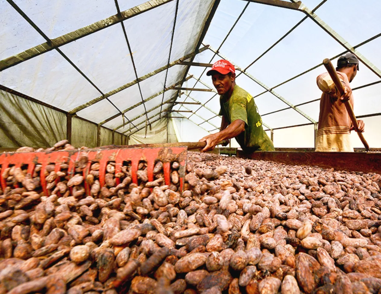 cacao