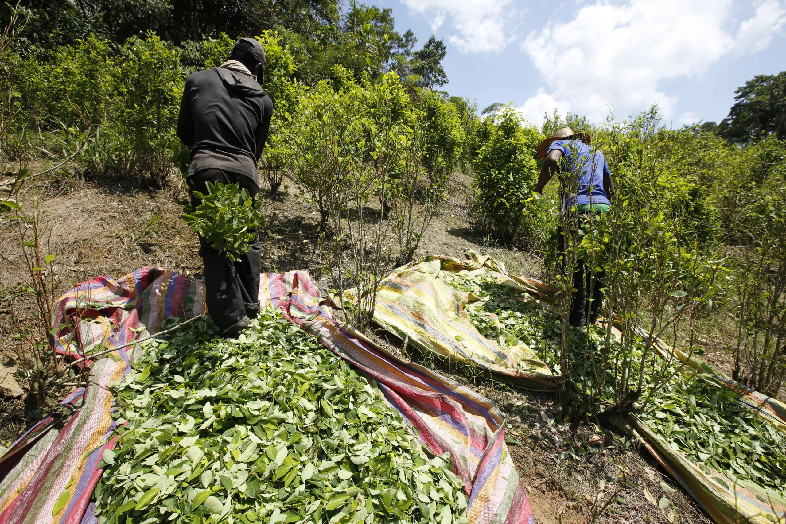 Colombia US Coca