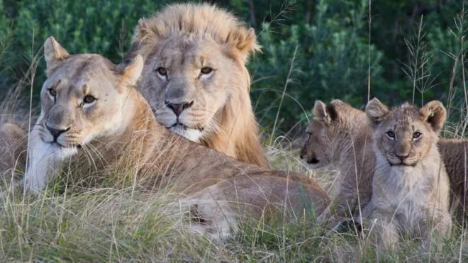 Leones-África