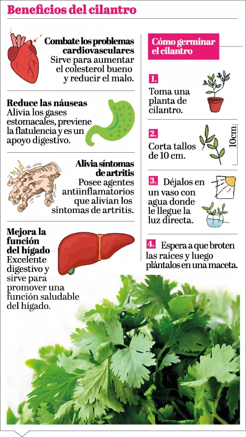 info-cilantro