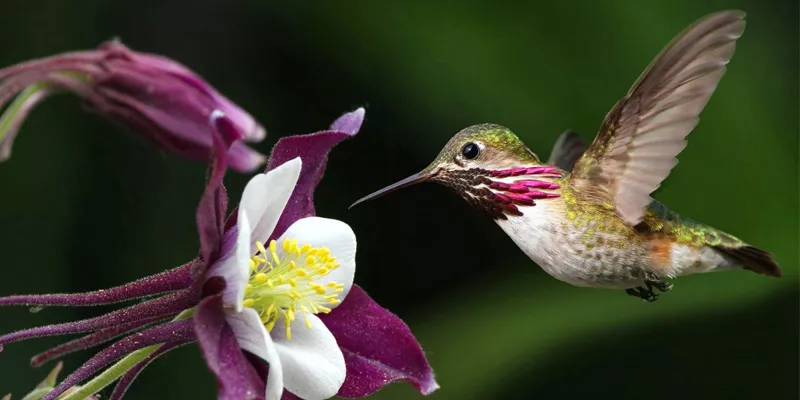 leyenda-del-colibri-enamorado-en-guatemala