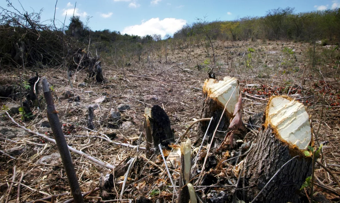 Haiti’s Use Of Wood For Energy Leaves Forests Devastated