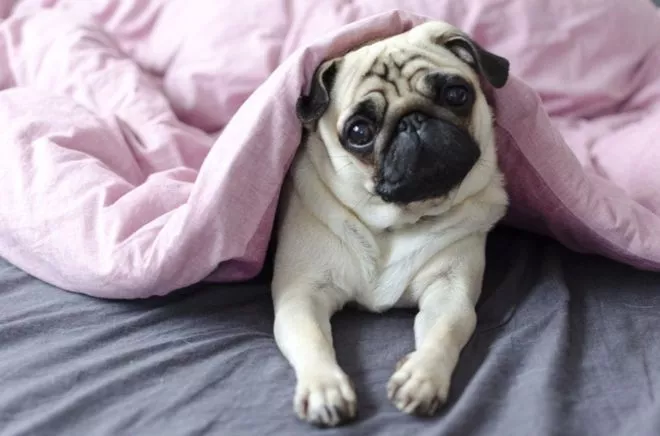 dog-perrito-perro-animales