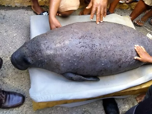 rescatan-manati-hembra-que-estaba-varado-dentro-de-una-canada-proximo-al-refugio-de-vida-silvestre-de-la-bahia-de-luperon