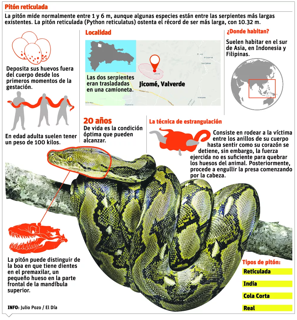 info-piton-reticulada