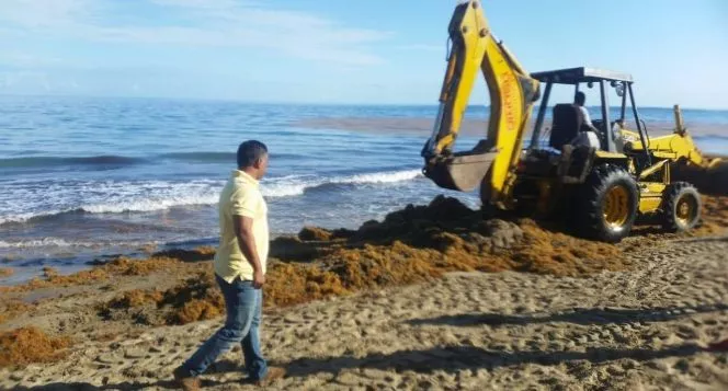 tras-denuncia-de-inoperancia-empresarios-y-autoridades-emprenden-operativo-de-limpieza-de-algas-marinas-en-playas-de-cabarete