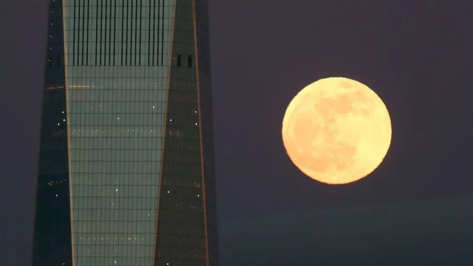 luna-lobo