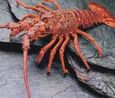 langostas