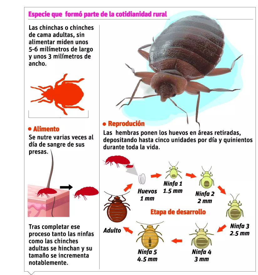 info-chicnche-de-cama