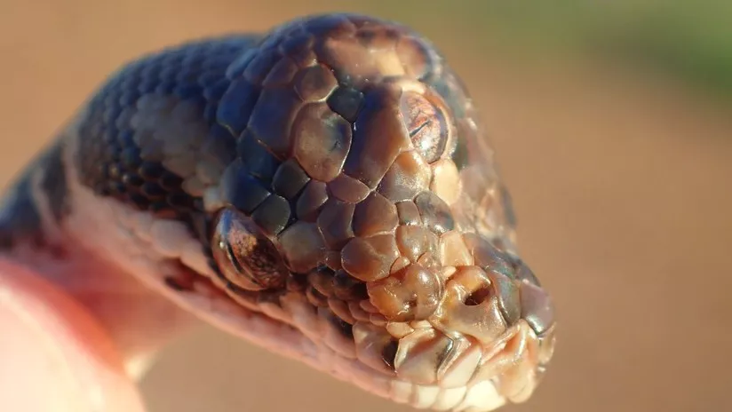 serpiente