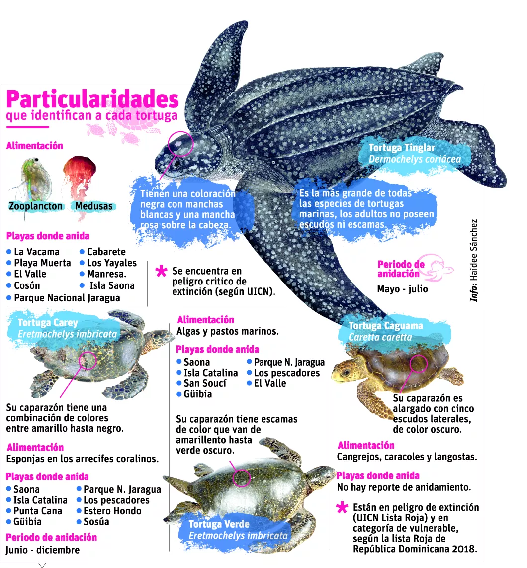 info-tortugas