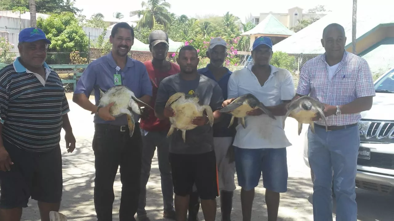 autoridades-liberan-en-playa-grande-de-luperon-4-tortugas-marinas-que-estaban-en-cautiverio