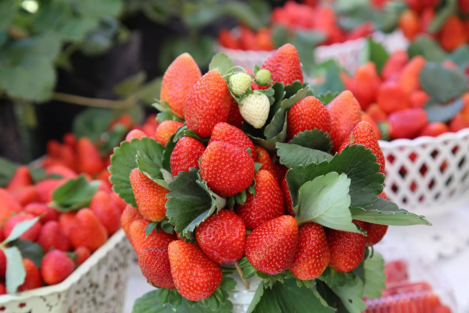 fresas