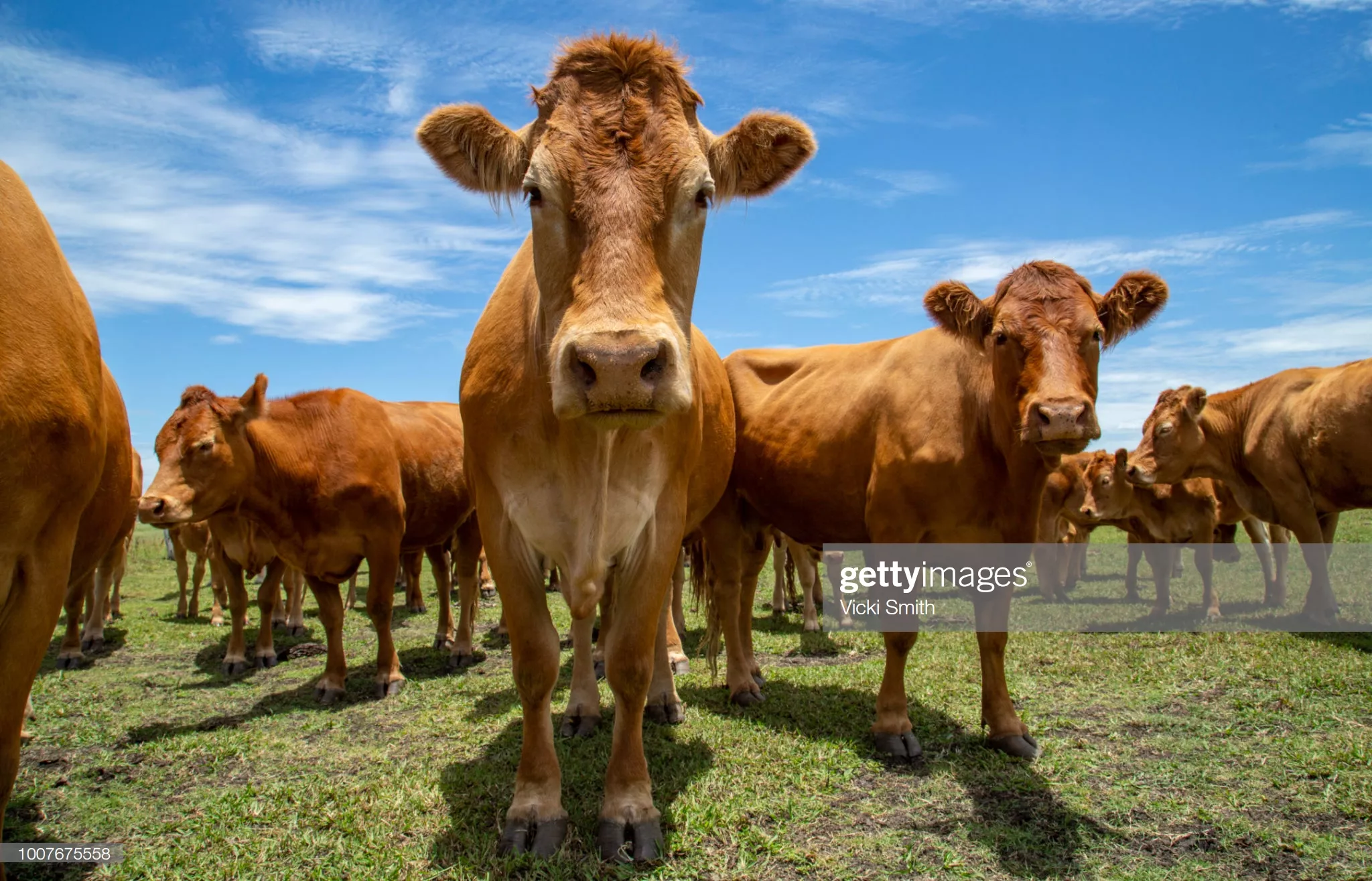 Beef cattle standing in a field