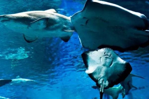 sharksandrays660x550-600×400
