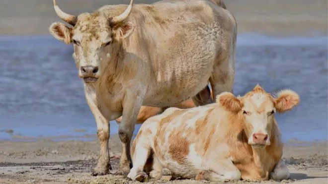 vacas