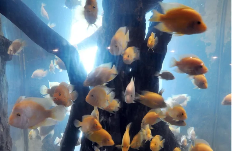 SEGUNDA.-Peces en pecera. Foto/Alex Reynoso