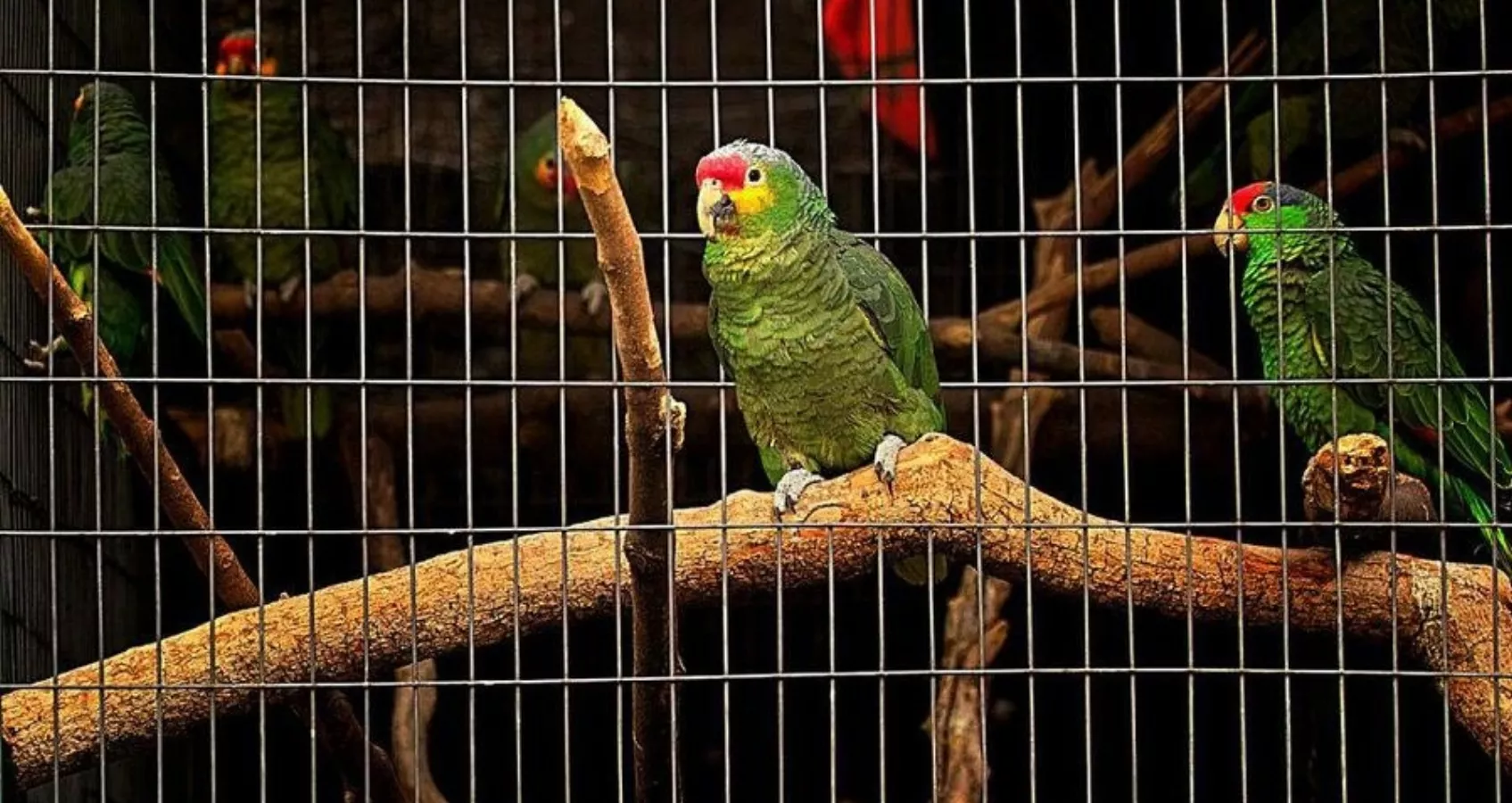 ANIMALES 2,p01