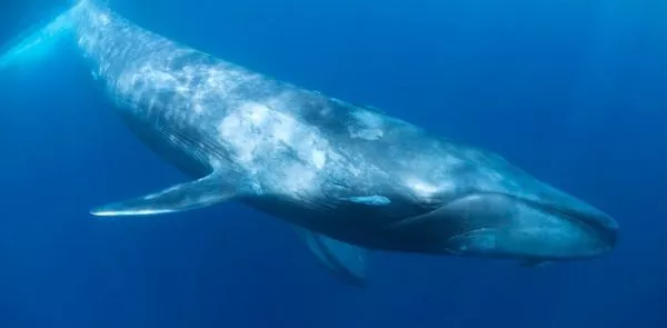 curiosidades-sobre-las-ballenas-azules