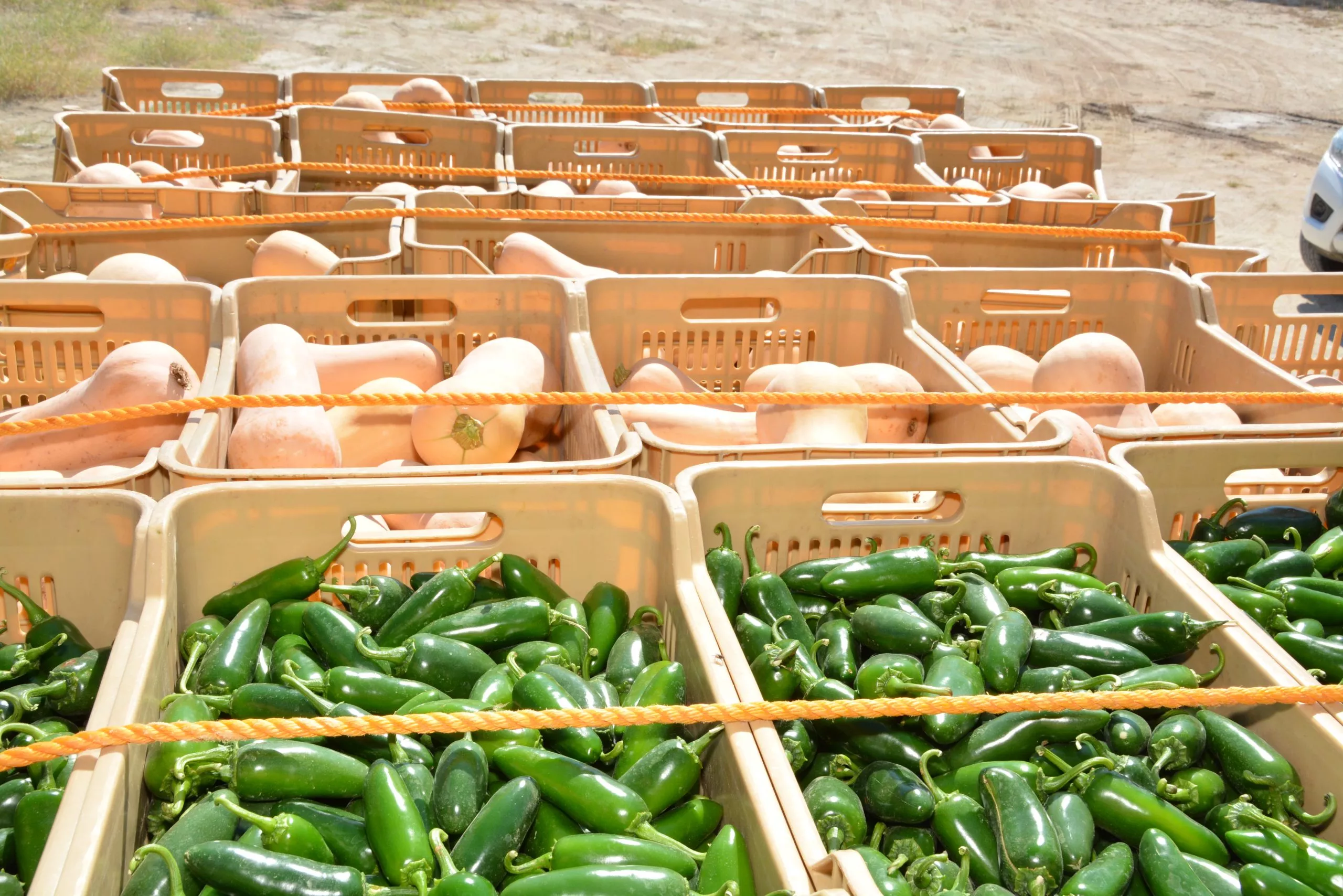 Vegetales