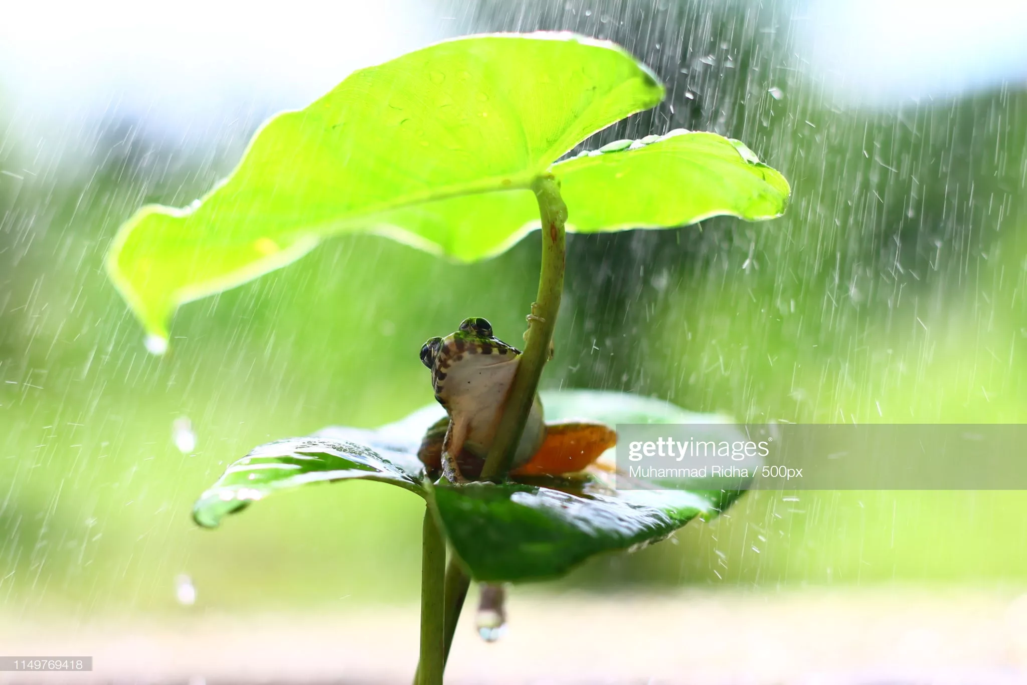 lluvias-onamet-clima-aguacero