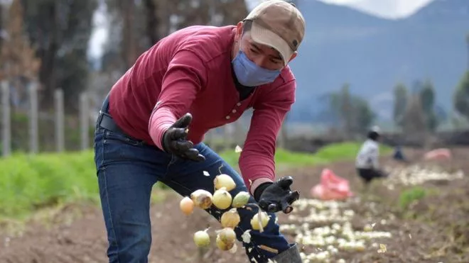 agricultor-agricultura-productores-coronavirus-América Latina