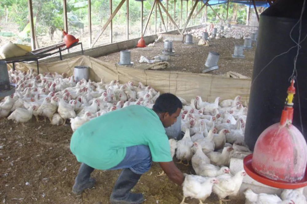 productores-avicultores-pollo-granja-eldía