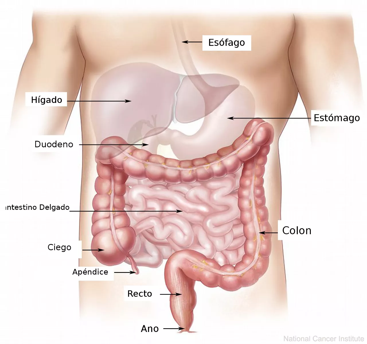 Aparato digestivo, salud-digestiva