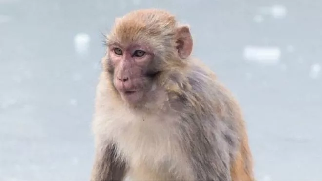 Macaco-mono-Rhessus
