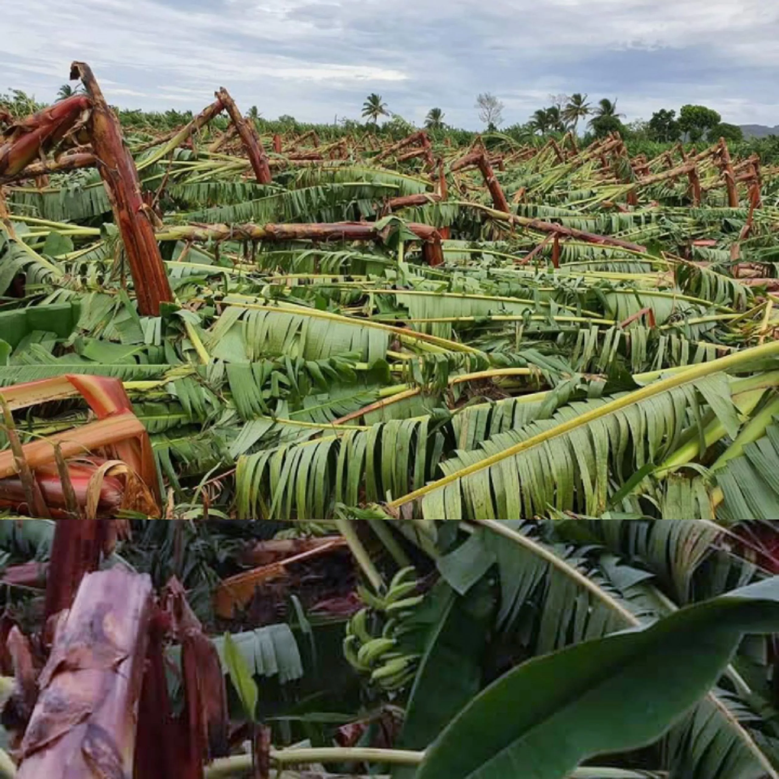 VIENTOS DE TORMENTA ISAÍAS CAUSARON DAÑOS MILLONARIOS A PRODUCCIÓN AGRÍCOLA EN PARTE OESTE DE PUERTO PLATA