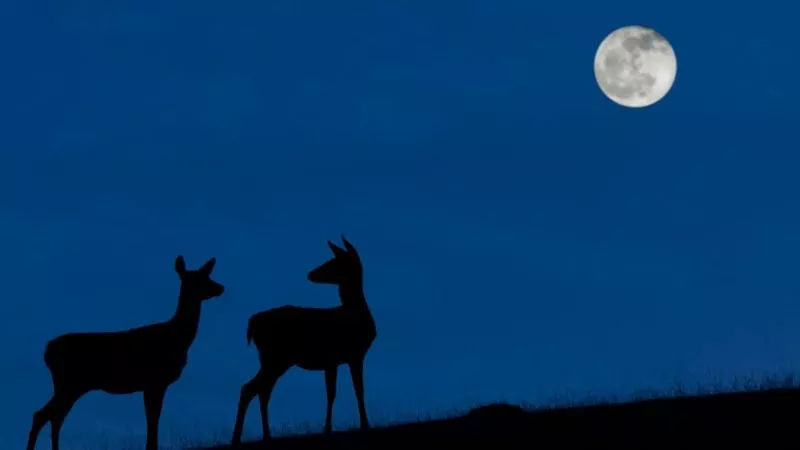 _114825026_gettyimages-1141902133