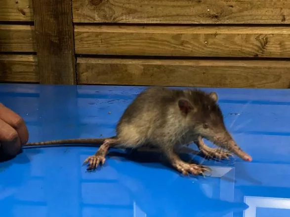 AUTORIDADES DE MEDIO AMBIENTE DECOMISAN SOLENODONTE EN ESTERO HONDO QUE ERA MANTENIDO EN CAUTIVERIO